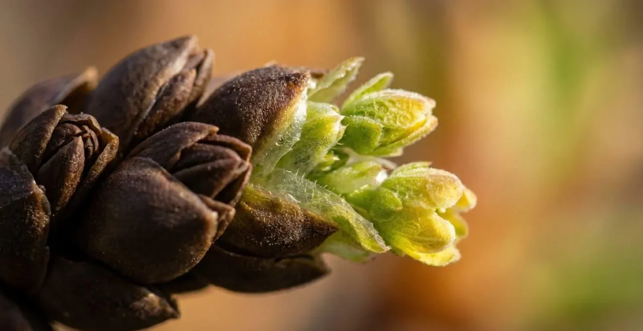 Close-up macro photograph of organic growth patterns and structural transformations symbolizing epigenetic modification through lifestyle choices